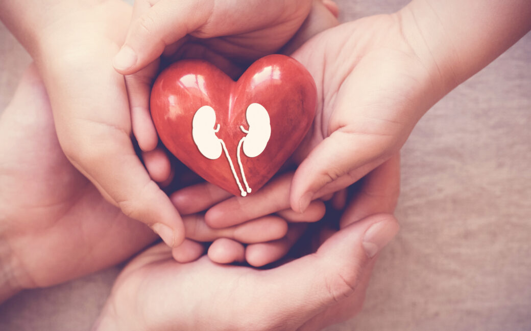 hands holiding red heart with kidney
